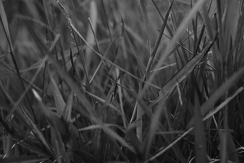 schwarz-weiße (monochrome) Bilder von Gras oder spitzen Blättern von Galuh Pambuka