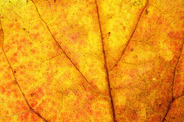Herbstblätter mit Adern von Carola Schellekens