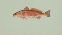 Sciaenops ocellatus (Red drum) van Fish and Wildlife thumbnail
