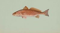 Sciaenops ocellatus (Rote Trommel)