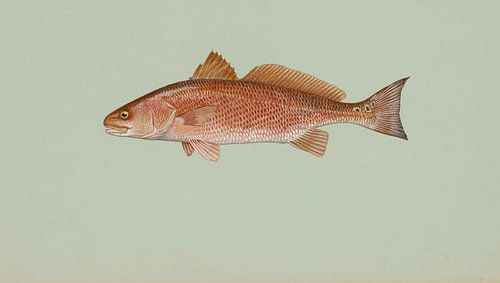 Red drum