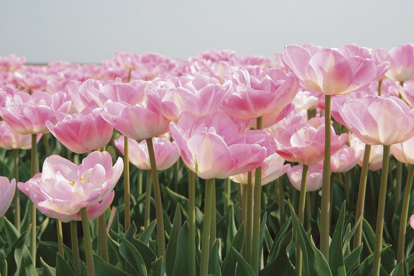 Tulip field by frans bouwmeester