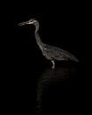 Blauwe Reiger in Lowkey van Gianni Argese thumbnail