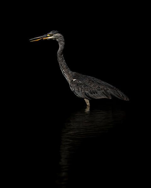 Blauwe Reiger in Lowkey van Gianni Argese