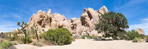 Joshua Tree National Park Panorama