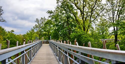 Baumwipfelpfad 4
