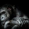 Chimpansee von Karin vd Waal
