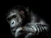 Chimpansee von Karin vd Waal Miniaturansicht