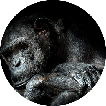 Chimpansee van Karin vd Waal
