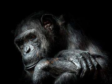 Chimpanzé sur Karin vd Waal