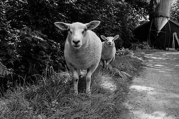 sheep von samantha vos