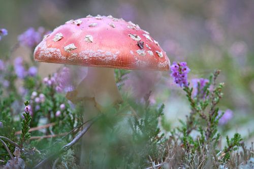 Delicate witte en rode paddenstoel, op de bosgrond.