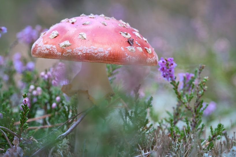 Zarter weiß roter Fliegenpilz, auf dem Waldboden. von Martin Köbsch