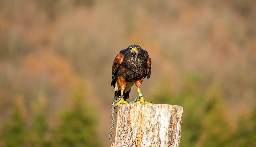 Bird von Tomas S.