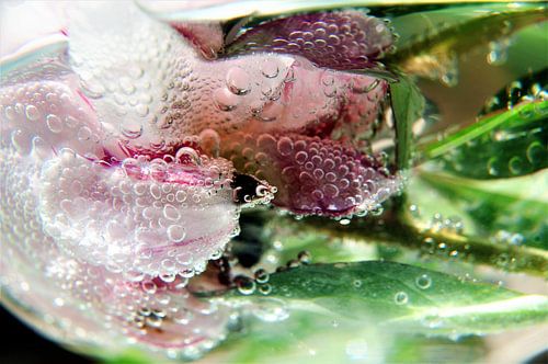 Pfingstrose Seifenblasen