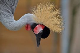 Grey Crowned Crane by Henk Meima
