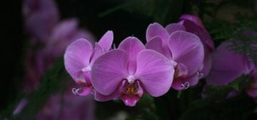 orchidee sur Nicole Wetzels