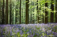 Hallerbos van Peter Deschepper thumbnail