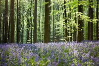 Hallerbos