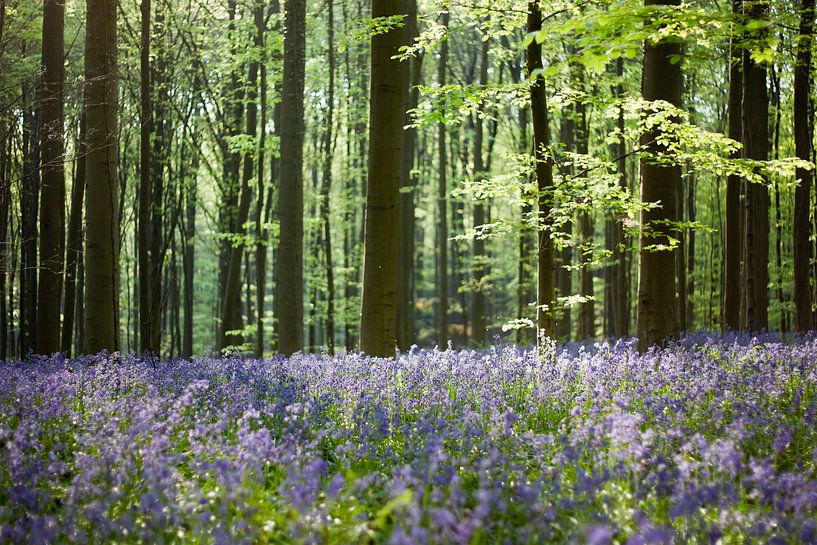 Hallerbos van Peter Deschepper