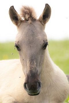 Een jong Konikpaard | Munnikenland Nederland | Grote Grazer