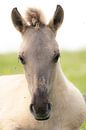 Een jong Konikpaard | Munnikenland Nederland | Grote Grazer van Wandeldingen thumbnail