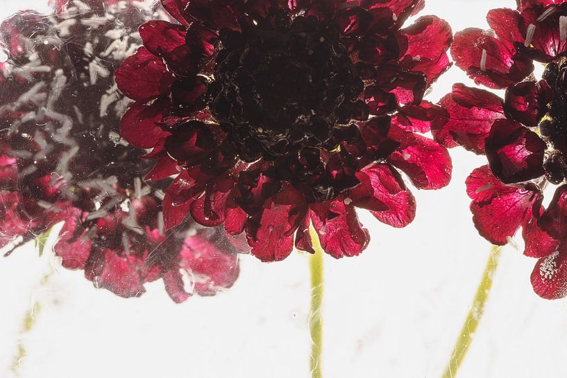 Scabiosa in Eis 2 von Marc Heiligenstein