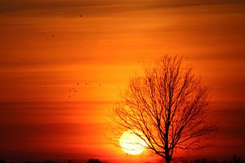 Afrikaanse zonsondergang in Chaam