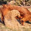 Raging Bull 2 van Jaap Tempelman