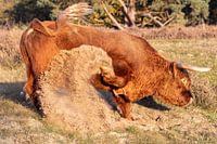 Raging Bull 2