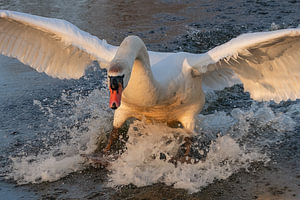 Schwan-Aktion 6
