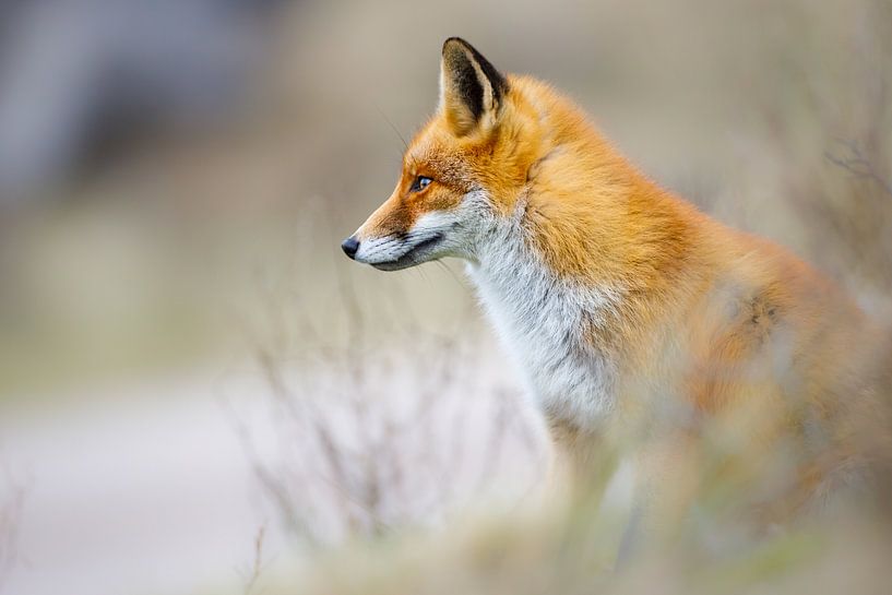 Fuchs von Pim Leijen