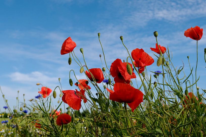 All red by Ostsee Bilder