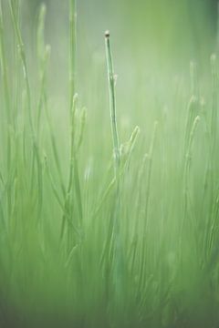 Gras van Robert Wiggers