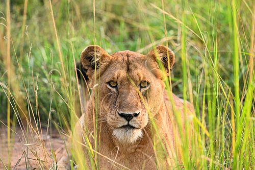 Le lion dans les hautes herbes - le majestueux chasseur ougandais sur Robert Styppa