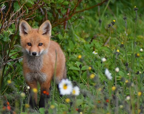 A young fox in spring