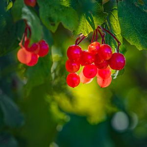 Rote Beeren von Freddy Hoevers