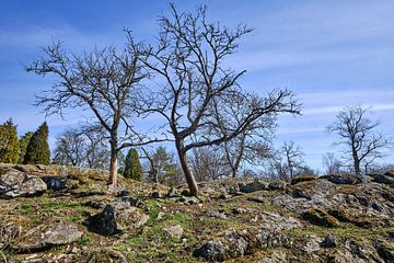 Swedish rugged landscape with a blue sky and bare trees by Geertjan Plooijer