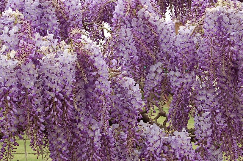The natural elegance of wisteria flowers by Frank Photos