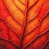 Herbstgeometrie – Blatt im Wandel von Sabine Wagner