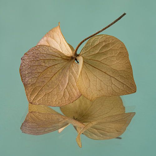 Het dansende hortensiablaadje met turquoise achtergrond