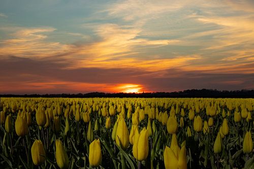 Tulpen in Holland, bollenvelden Nederland.
