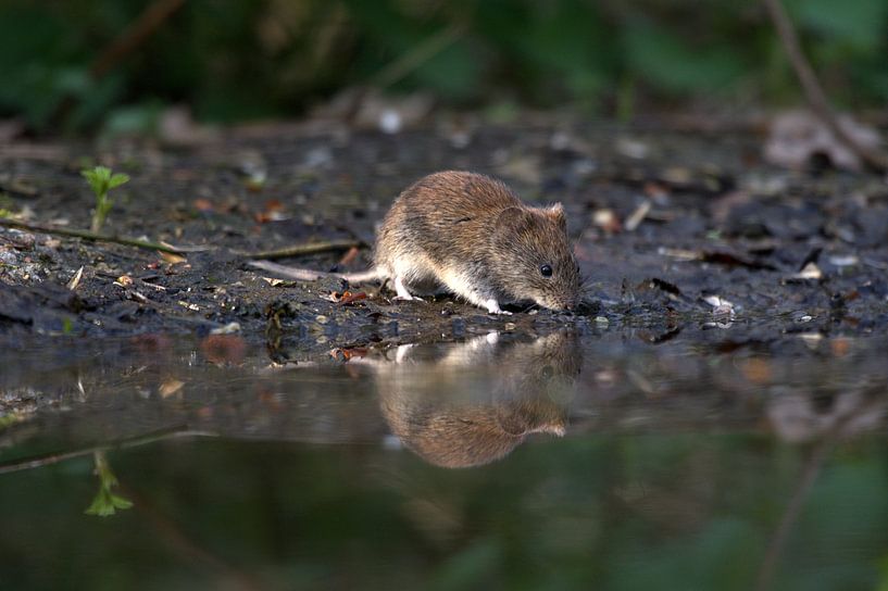mouse by Merijn Loch