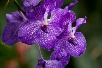 Vanda's