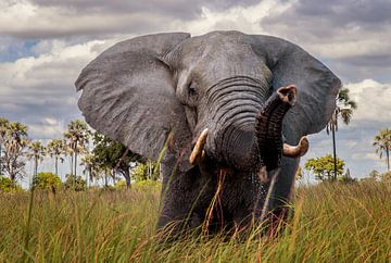 Okavango van Orangefield-images
