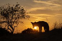 Renardeau au coucher du soleil