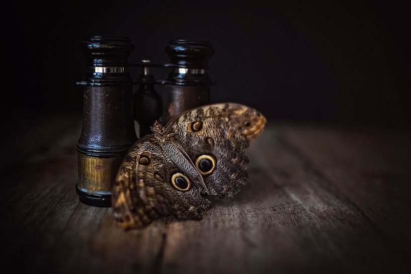 Moth by Josette Alkema