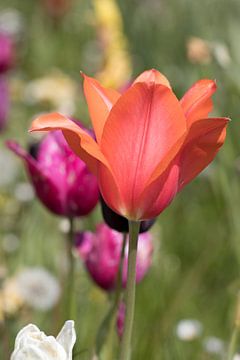 een rode tulp in een kleurrijk bloemenveld van W J Kok