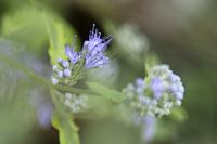Blauwe Schoonheid