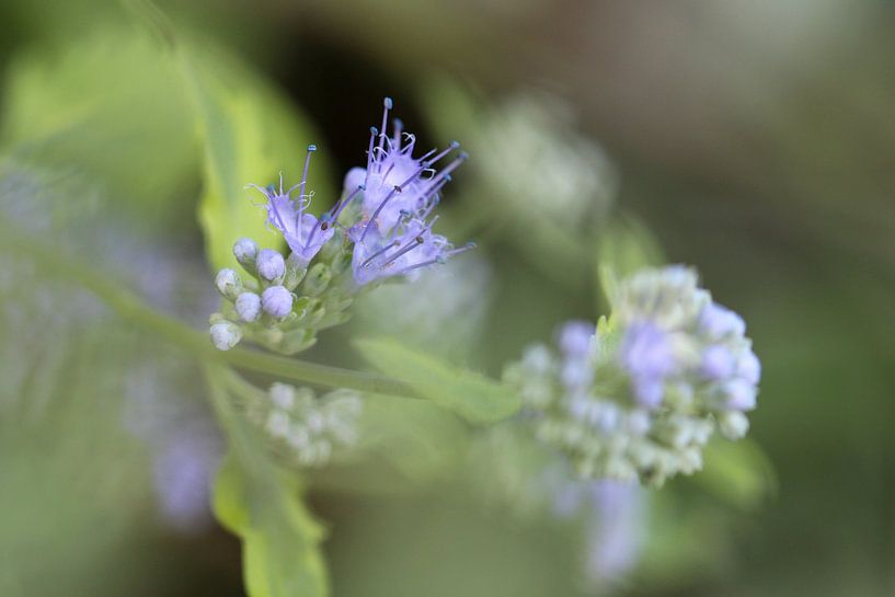 Blauwe Schoonheid by Erwin van Eekhout